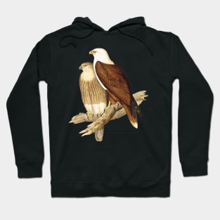 White Breasted Sea Eagle Hoodie